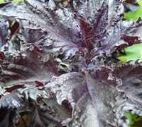 Purple Ruffle Basil - Ocinum