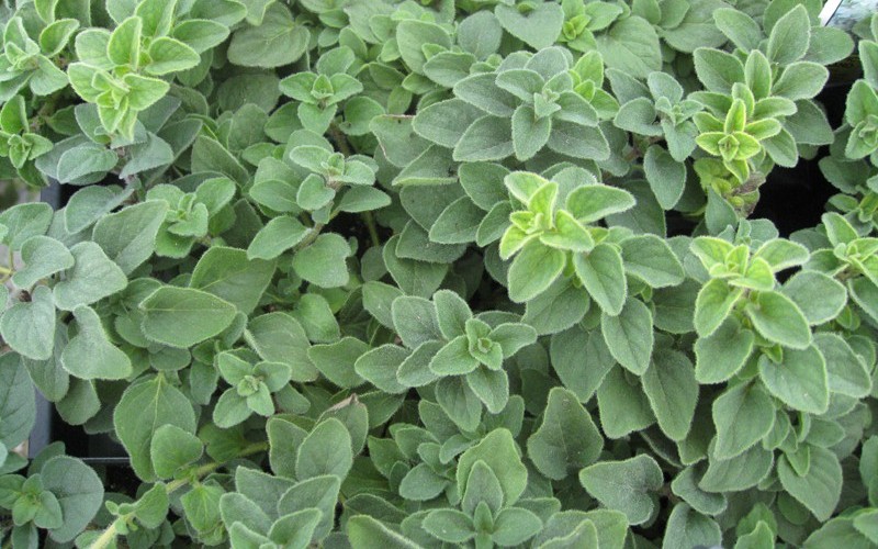 Hot & Spicy Oregano - 3 Count Flat of Pint Pots - Perennials for Cottage Gardens | ToGoGarden