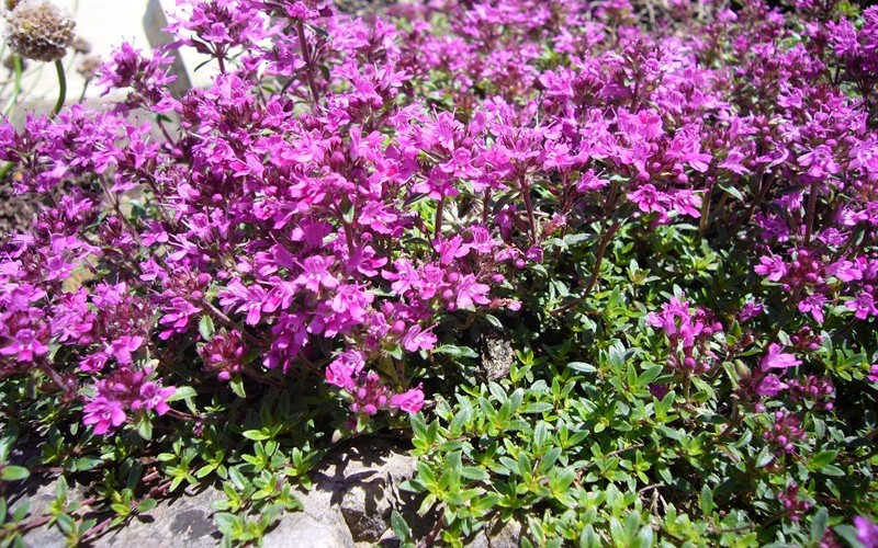Red Creeping Thyme - Thymus Photo 1