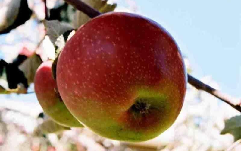 Old Fashioned Winesap Apple -  - Apple Trees | ToGoGarden