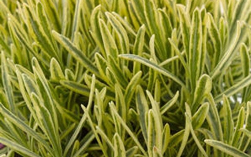 Platinum Blonde English Lavender - 1 Gallon - Perennials for Summer Color | ToGoGarden
