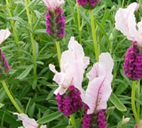 With Love Pink French Lavender - Lavandula