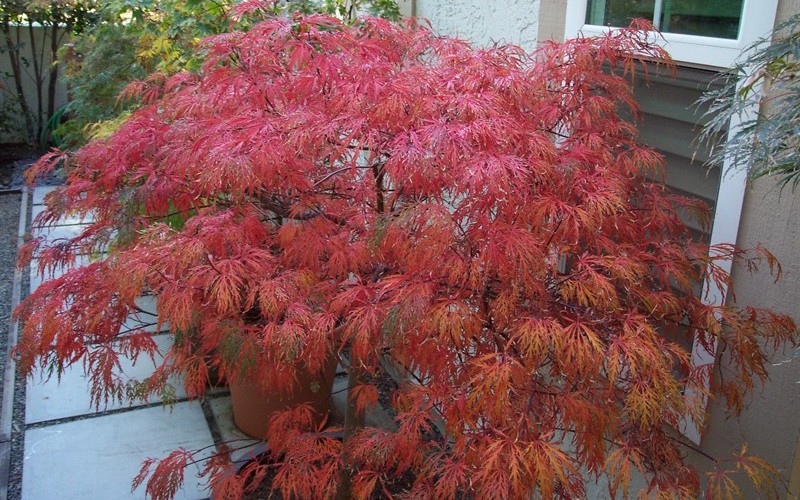 Garnet Japanese Maple Photo 4