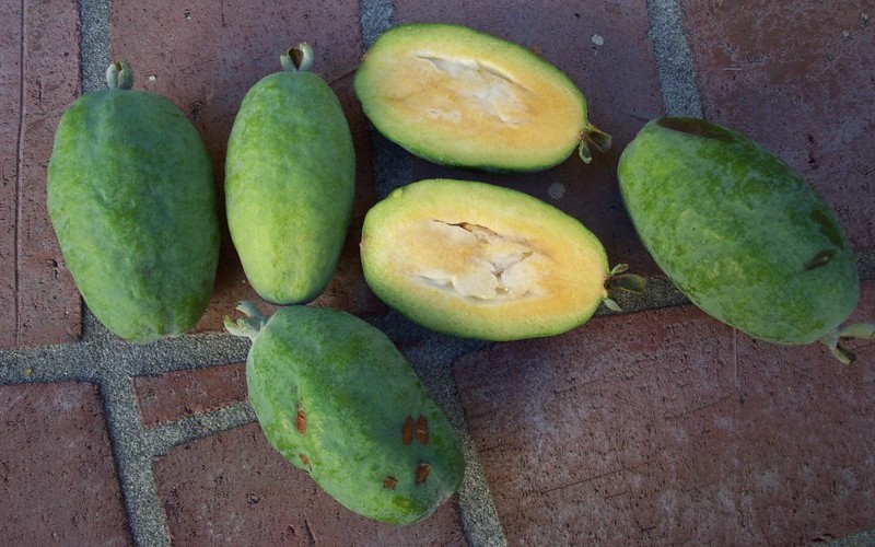 Feijoa Pineapple Guava - Acca Sellowiana Photo 5