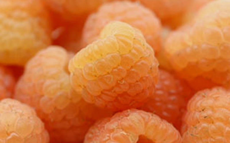Fall Gold Raspberry - 1 Gallon - Fruit Plants | ToGoGarden