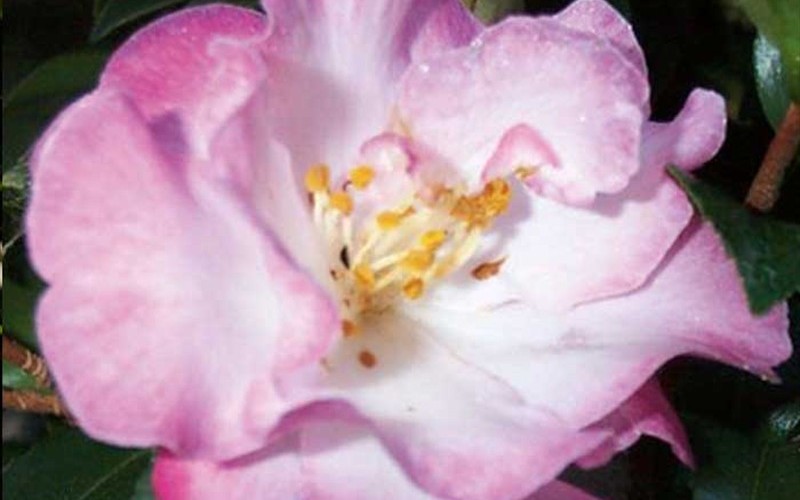October Magic Orchid Camellia - 2.5 Quart - Sasanqua Camellias - Fall Blooming | ToGoGarden