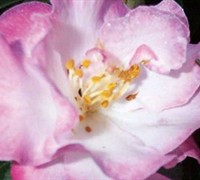 October Magic Orchid Camellia
