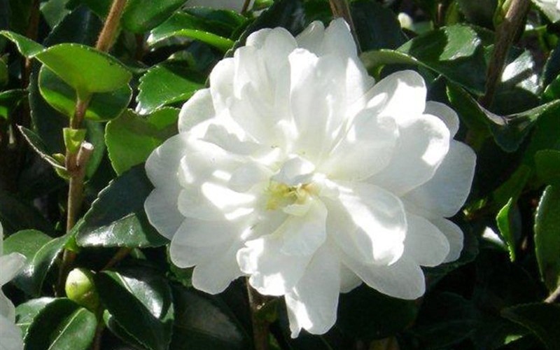October Magic Bride Camellia Sasanqua - 2.5 Quart - Sasanqua Camellias - Fall Blooming | ToGoGarden