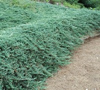 Bar Harbor Juniper