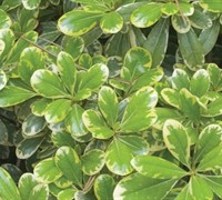 Mojo Pittosporum