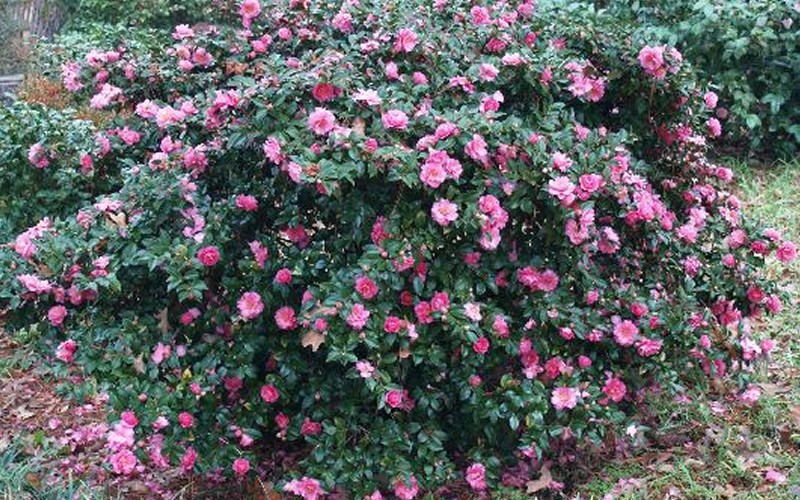 Shishi Gashira Camellia Sasanqua Photo 2