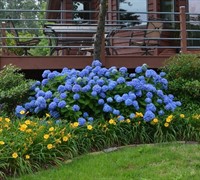 The Original Endless Summer Hydrangea