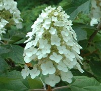 Oakleaf Hydrangea - Hydrangea quercifolia 'Oakleaf'