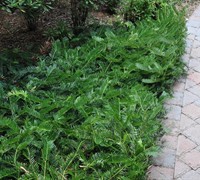 Creeping Plum Yew - Cephalotaxus harringtonia 'Prostrata'