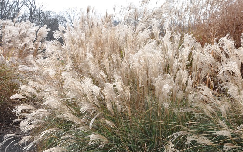 Adagio Dwarf Maiden Grass - Miscanthus sinensis 'Adagio' Photo 4