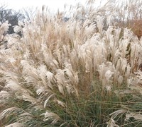 Adagio Dwarf Maiden Grass - Miscanthus sinensis 'Adagio'