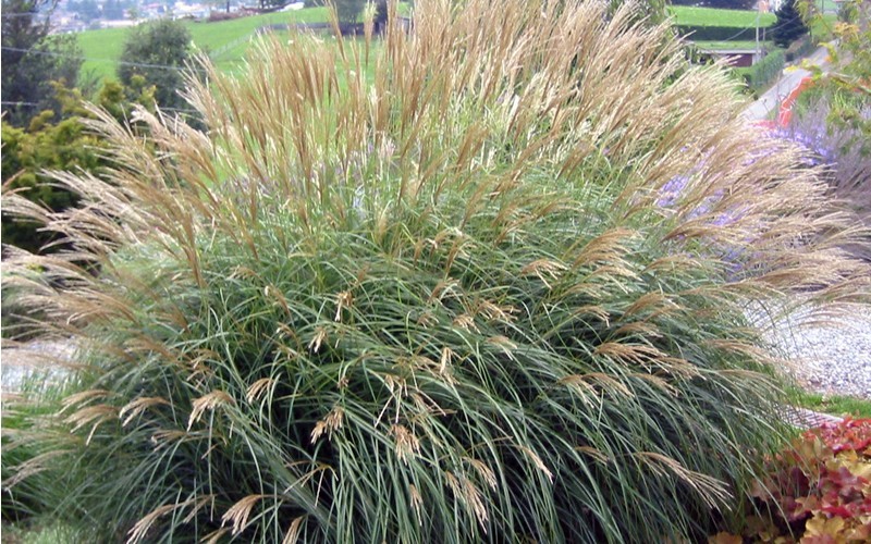 Adagio Dwarf Maiden Grass - Miscanthus sinensis 'Adagio' Photo 2