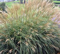 Adagio Dwarf Maiden Grass - Miscanthus sinensis 'Adagio'
