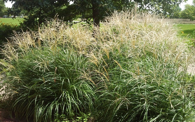 Adagio Dwarf Maiden Grass - Miscanthus sinensis 'Adagio' Photo 5