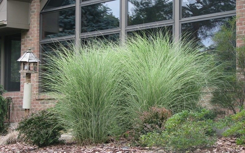 Maiden Grass - Miscanthus sinensis 'Gracillimus' - 2.5 Quart - Ornamental Grasses | ToGoGarden