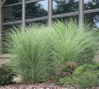 Shop Maiden Grass - Miscanthus sinensis 'Gracillimus' - 1 Gallon