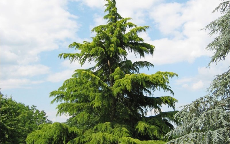 Deodara Cedar - Cedrus deodara - 2 Gallon Pot - Cypress & Cedar Trees | ToGoGarden