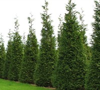 Shop Thuja x 'Steeplechase' - 1 Gallon