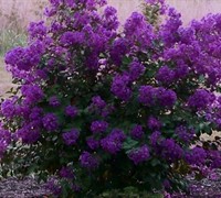 Purple Velvet Dwarf Crape Myrtle - Lagerstroemia indica 'Purple Velvet'