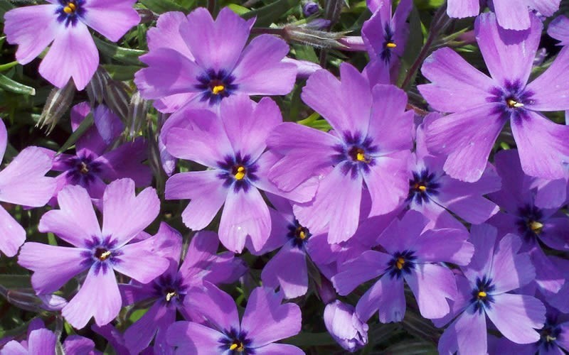 Purple Beauty Creeping Phlox - 1 Gallon - Phlox subulata - Creeping Phlox | ToGoGarden