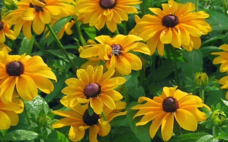 Tiger Eye Gold Gloriosa Rudebeckia Daisy - 12 Count Flat of Pint Pots - Perennials for Summer Color | ToGoGarden