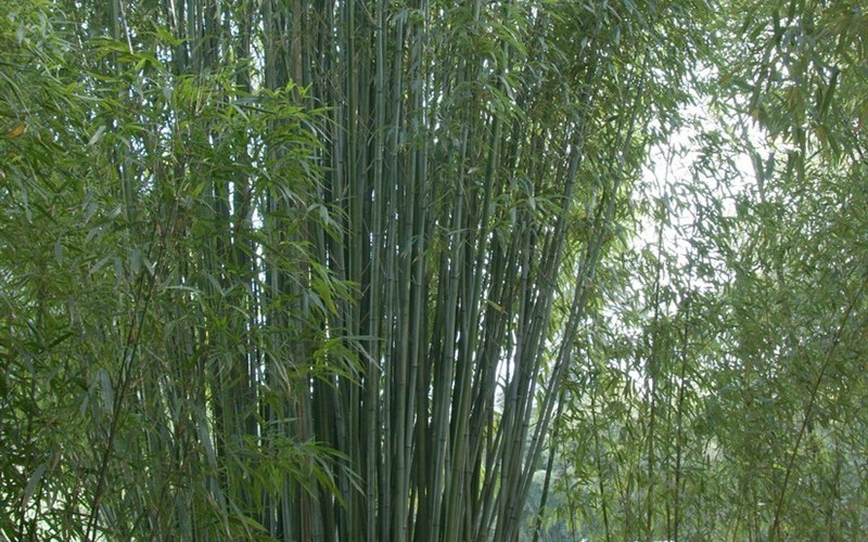 Red Margin Bamboo Photo 1