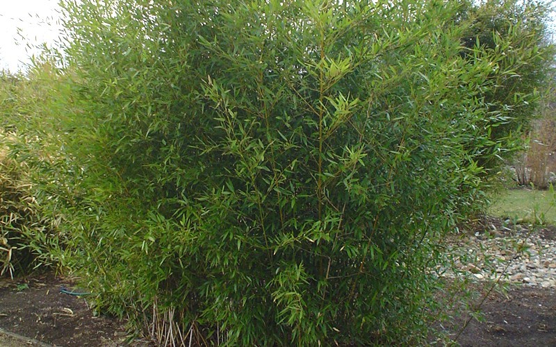 Bissets Bamboo Photo 2