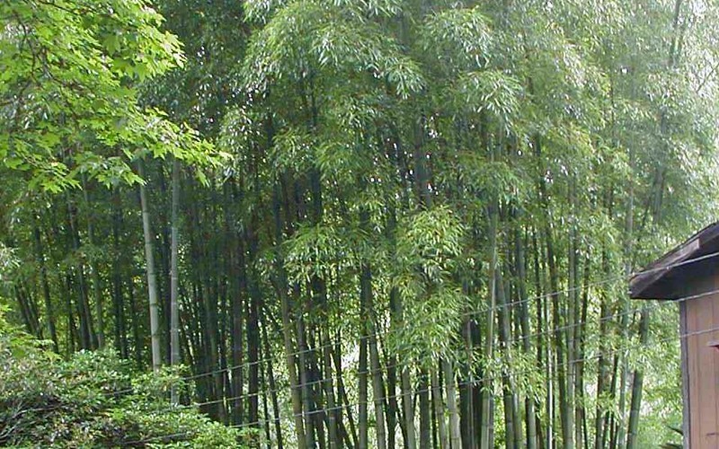 Moso Timber Bamboo Photo 2
