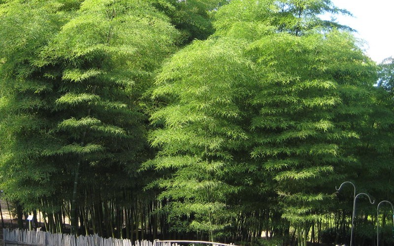 Moso Timber Bamboo Photo 3