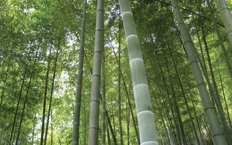Moso Timber Bamboo Photo 1
