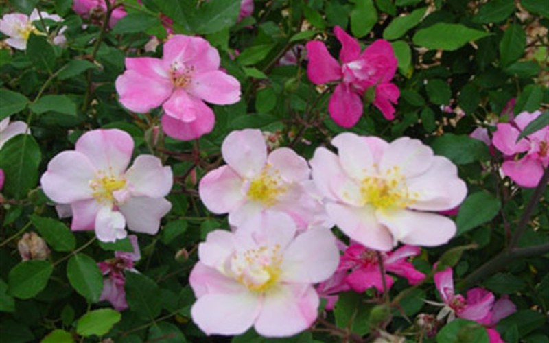 Bermudas Kathleen Rose - 1 Gallon - Roses - Antique | ToGoGarden
