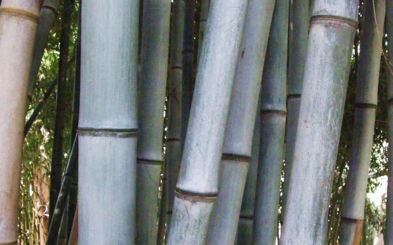 Henon Giant Gray Bamboo - 3 Gallon - Bamboo Plants - Giant / Timber | ToGoGarden