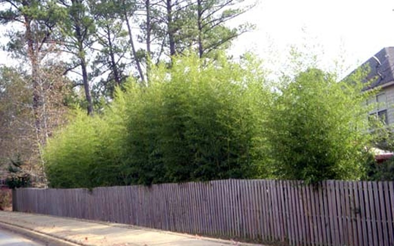 Henon Giant Gray Bamboo Photo 2