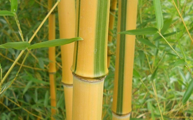 Spectabilis Green Groove Bamboo Photo 1