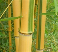 Spectabilis Green Groove Bamboo