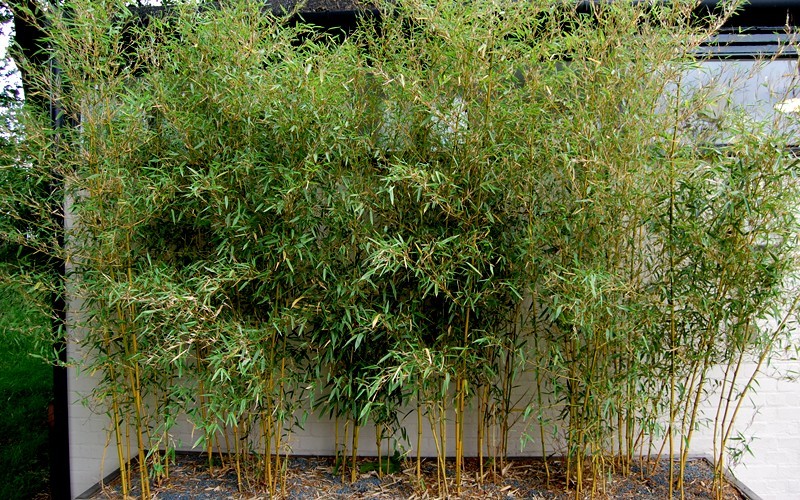Spectabilis Green Groove Bamboo - 2 Gallon - Ornamental Grass - Bamboo