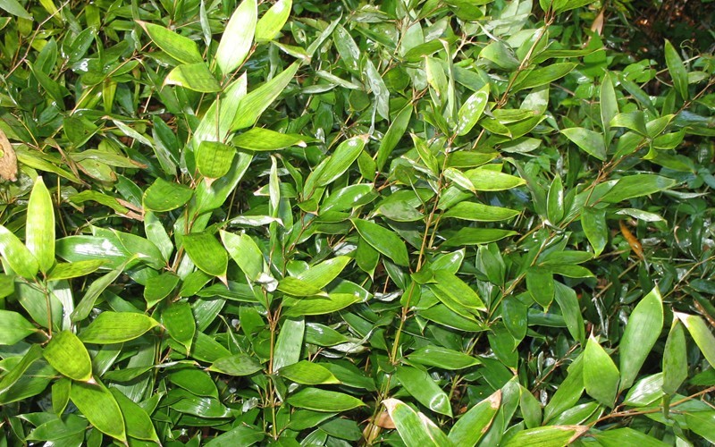 Ruscus Leaf Bamboo Photo 2