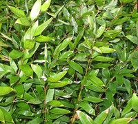 Ruscus Leaf Bamboo