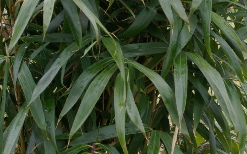Japanese Arrow Bamboo - 2 Gallon - Bamboo Plants for Screening | ToGoGarden