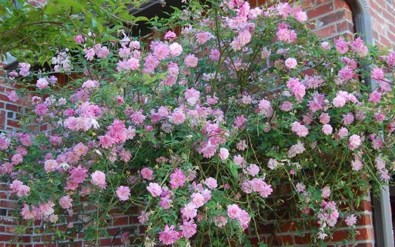 The Fairy Climbing Polyantha Rose - 1 Gallon - Shrub, Rose - Roses ...