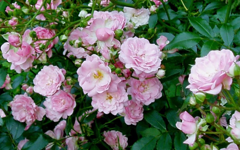 The Fairy Climbing Polyantha Rose - 1 Gallon - Climbing Roses | ToGoGarden