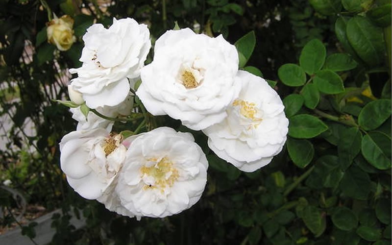 Barfield White Climber Rose Photo 1