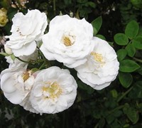 Barfield White Climber Rose