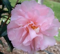 Cotton Candy Camellia Sasanqua