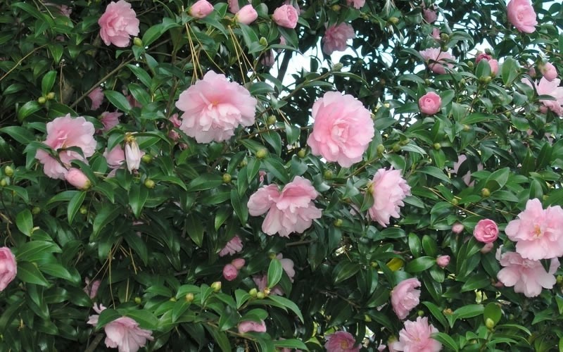 Cotton Candy Camellia Sasanqua Photo 2